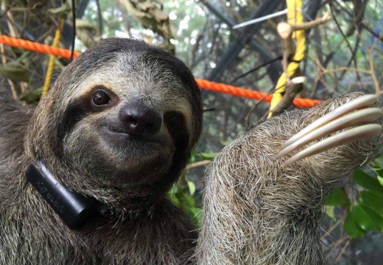 Sloth Training The Sloth Institute at Tulemar | Tulemar