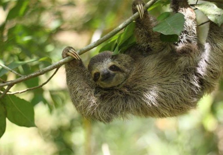 Sloth Training The Sloth Institute at Tulemar | Tulemar