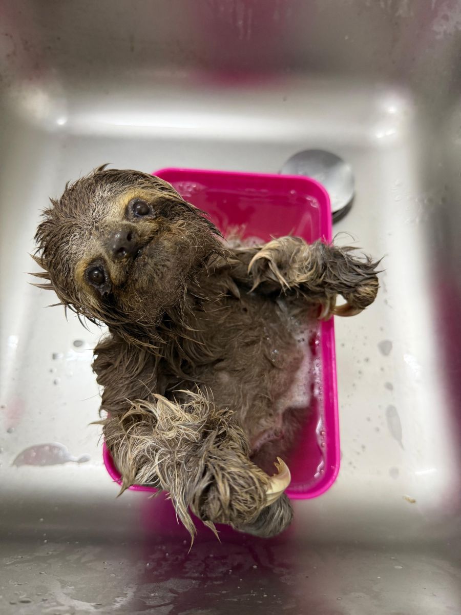 Wet baby otter cub being bathed in a pink plastic tub in a sink, looking up at the camera.