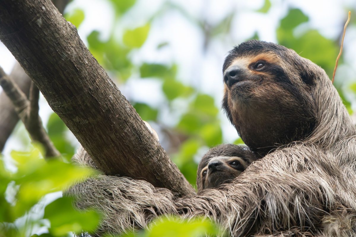 Sloth clinging to a tree branch in a lush green canopy, looking upward.